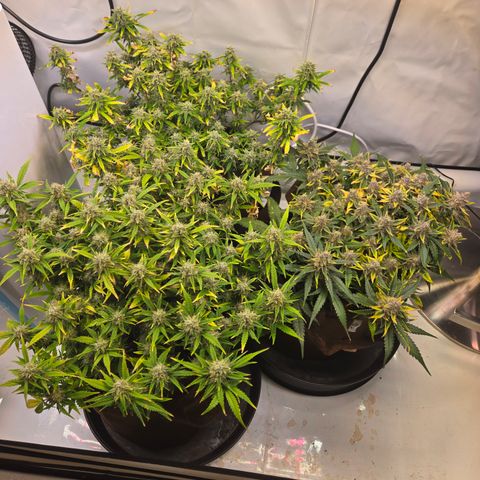 Gorilla Auto Run #1 growlog timeline photo