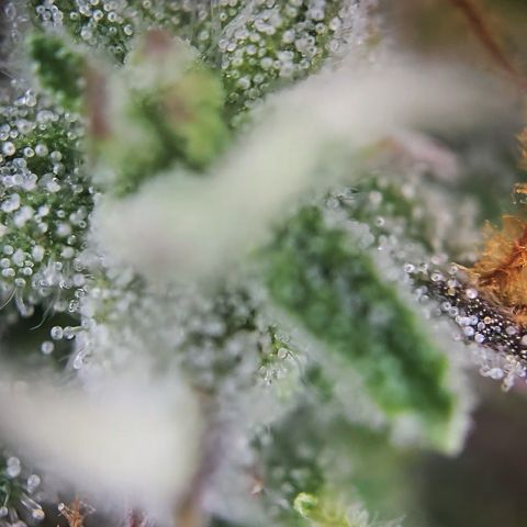 Gorilla Auto Run #1 growlog timeline photo