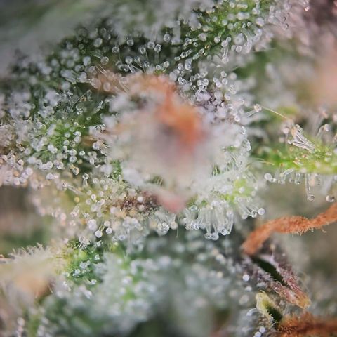 Gorilla Auto Run #1 growlog timeline photo