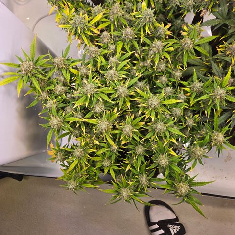 Gorilla Auto Run #1 growlog timeline photo
