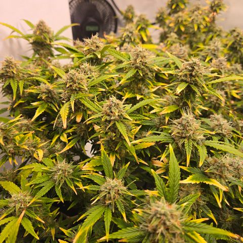 Gorilla Auto Run #1 growlog timeline photo