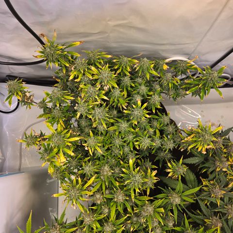 Amnesia Haze Auto Run #1 growlog timeline photo