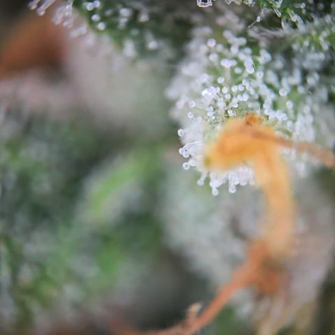 Amnesia Haze Auto Run #1 growlog timeline photo