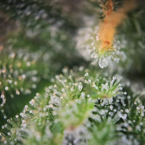 Amnesia Haze Auto Run #1 growlog timeline photo