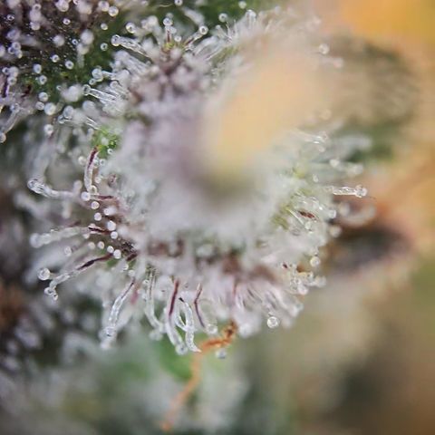 Blue Dream Auto Run #1 growlog timeline photo