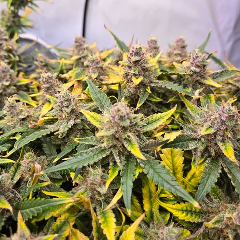 Blue Dream Auto Run #1 growlog timeline photo