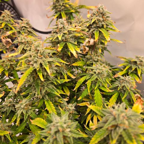 Amnesia Haze Auto Run #1 growlog timeline photo
