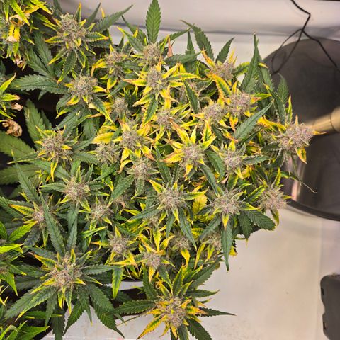 Blue Dream Auto Run #1 growlog timeline photo