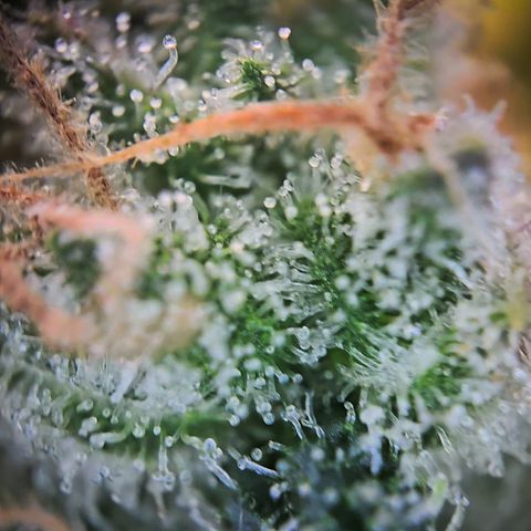 Blue Dream Auto Run #1 growlog timeline photo