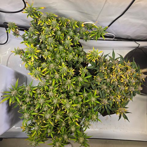 Gorilla Auto Run #1 growlog timeline photo