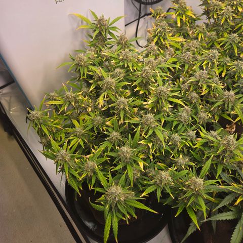 Gorilla Auto Run #1 growlog timeline photo