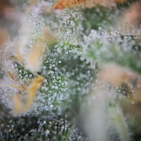 Gorilla Auto Run #1 growlog timeline photo