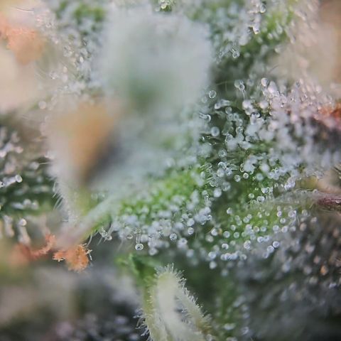 Gorilla Auto Run #1 growlog timeline photo