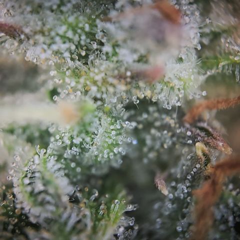 Gorilla Auto Run #1 growlog timeline photo