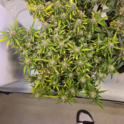 Gorilla Auto Run #1 growlog timeline photo