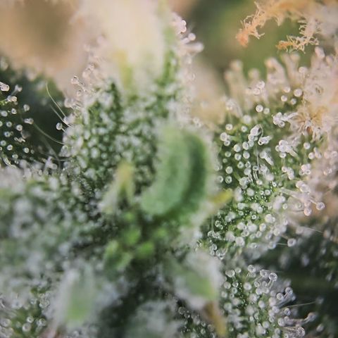 Amnesia Haze Auto Run #1 growlog timeline photo