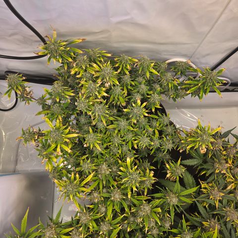 Amnesia Haze Auto Run #1 growlog timeline photo