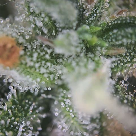 Amnesia Haze Auto Run #1 growlog timeline photo