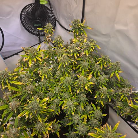 Amnesia Haze Auto Run #1 growlog timeline photo