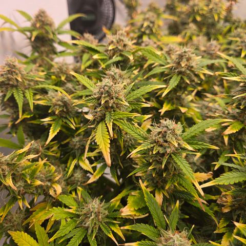 Gorilla Auto Run #1 growlog timeline photo