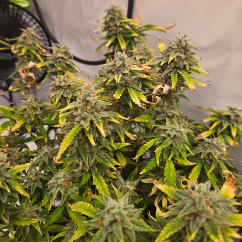 Amnesia Haze Auto Run #1 growlog timeline photo