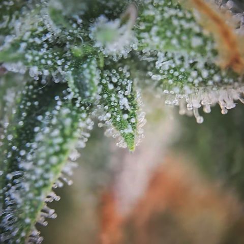 Amnesia Haze Auto Run #1 growlog timeline photo