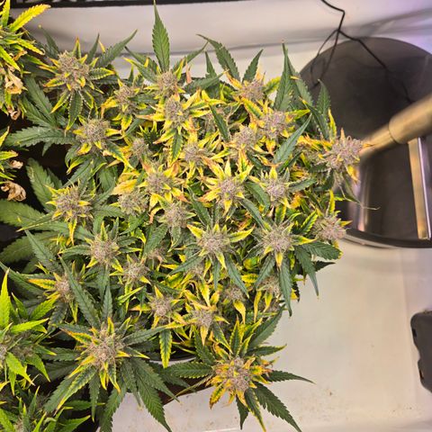 Blue Dream Auto Run #1 growlog timeline photo