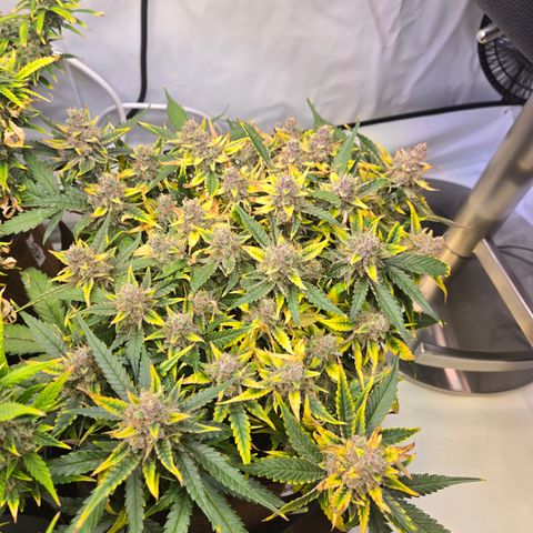Blue Dream Auto Run #1 growlog timeline photo