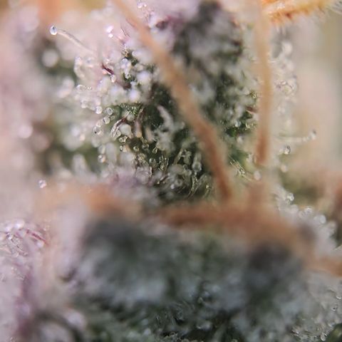 Blue Dream Auto Run #1 growlog timeline photo