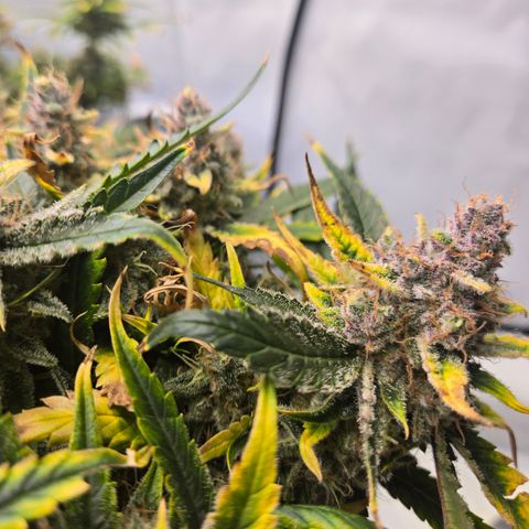 Blue Dream Auto Run #1 growlog timeline photo