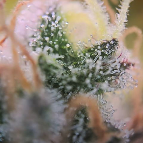 Blue Dream Auto Run #1 growlog timeline photo