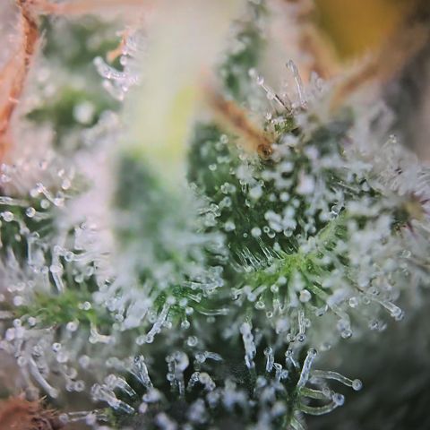 Blue Dream Auto Run #1 growlog timeline photo