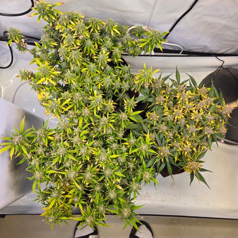 Gorilla Auto Run #1 growlog timeline photo