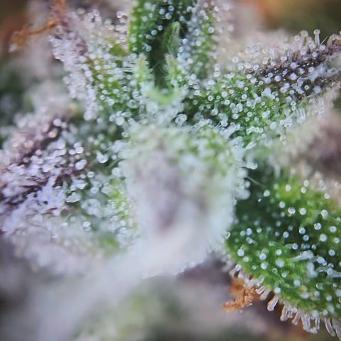 Gorilla Auto Run #1 growlog timeline photo