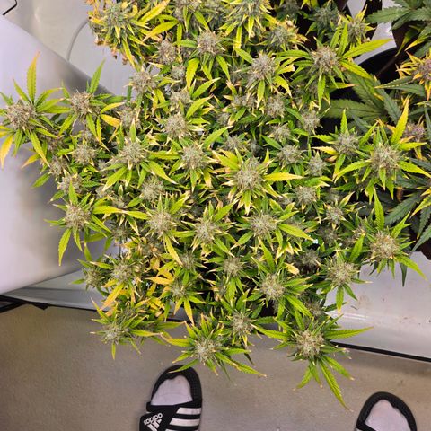 Gorilla Auto Run #1 growlog timeline photo