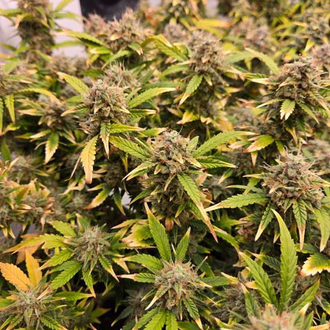 Gorilla Auto Run #1 growlog timeline photo