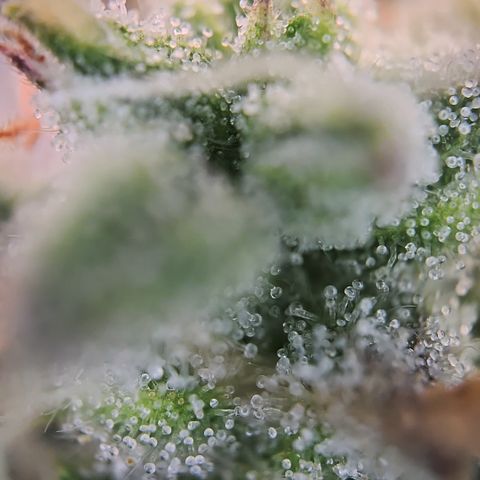 Gorilla Auto Run #1 growlog timeline photo