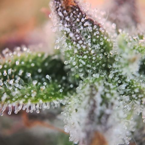 Gorilla Auto Run #1 growlog timeline photo