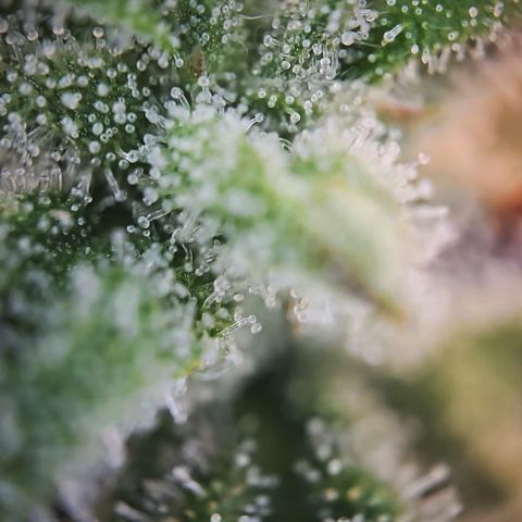 Amnesia Haze Auto Run #1 growlog timeline photo