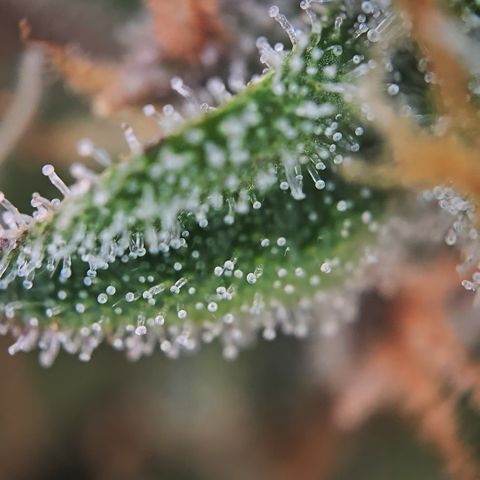 Amnesia Haze Auto Run #1 growlog timeline photo