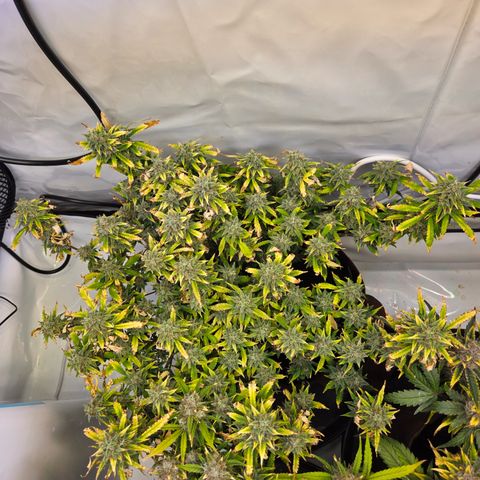 Amnesia Haze Auto Run #1 growlog timeline photo