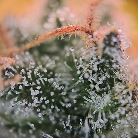 Blue Dream Auto Run #1 growlog timeline photo