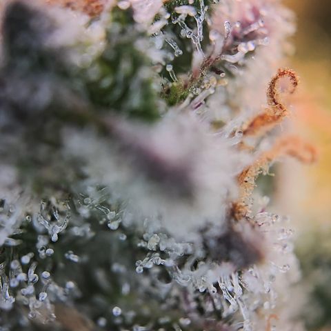 Blue Dream Auto Run #1 growlog timeline photo