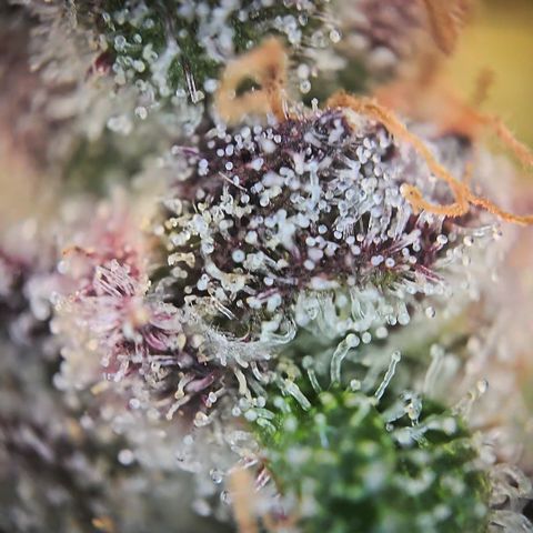 Blue Dream Auto Run #1 growlog timeline photo