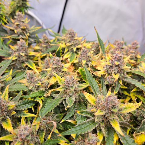 Blue Dream Auto Run #1 growlog timeline photo