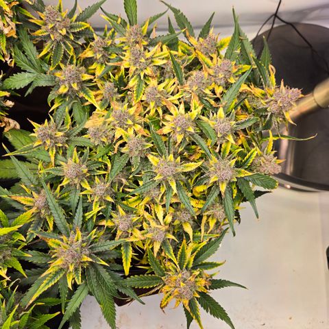 Blue Dream Auto Run #1 growlog timeline photo