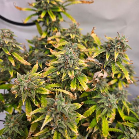 Amnesia Haze Auto Run #1 growlog timeline photo