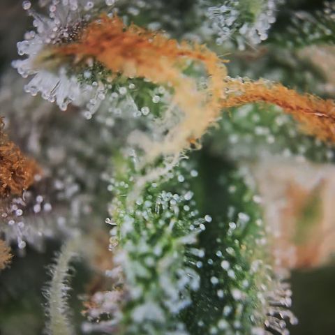 Amnesia Haze Auto Run #1 growlog timeline photo