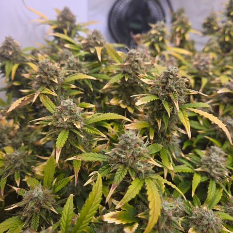 Gorilla Auto Run #1 growlog timeline photo