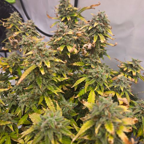 Amnesia Haze Auto Run #1 growlog timeline photo